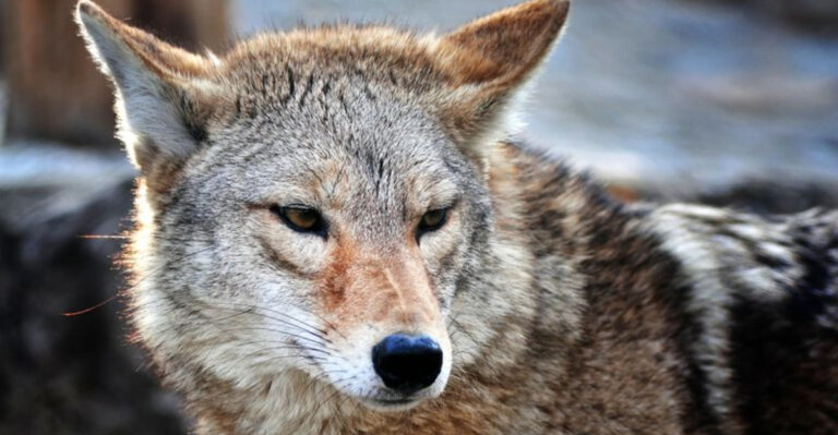 10 Scents That Attract Coyotes (And 5 Other Predators They Can Scare Away)