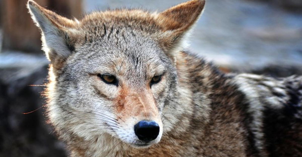 10 Scents That Attract Coyotes (And 5 Other Predators They Can Scare Away)