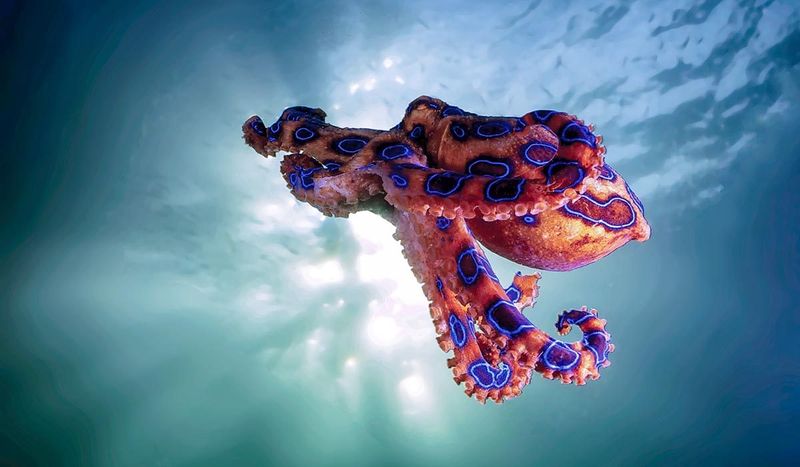 Blue-Ringed Octopus: Tiny Ocean Assassin