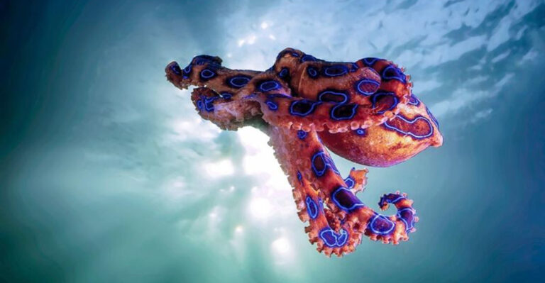 10 Small But Lethal Animals You Should Definitely Avoid (And 3 That Won’t Harm You)
