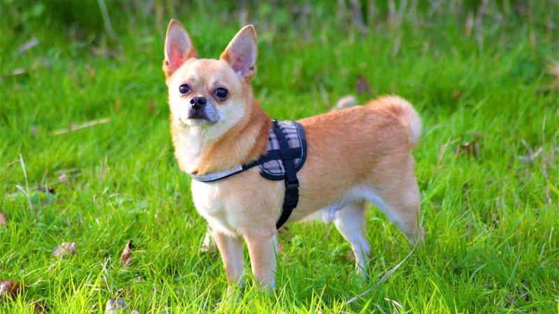Velcro Vibes: Chihuahuas