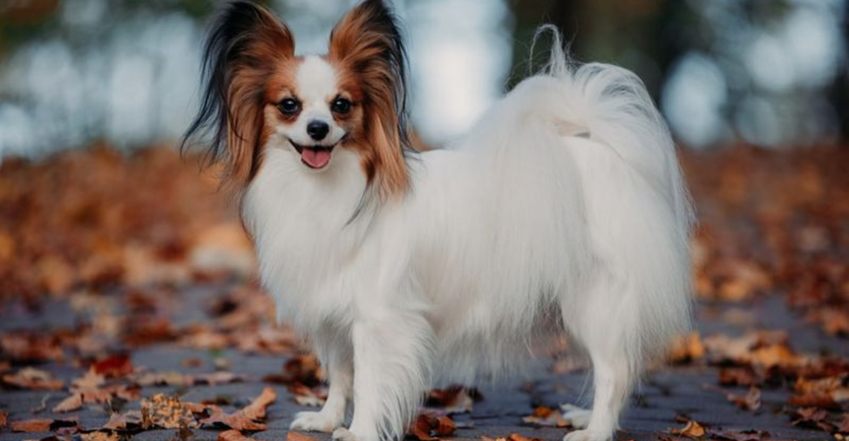 10 Small Dogs That Need Emotional Support (And 5 That Are More Independent)