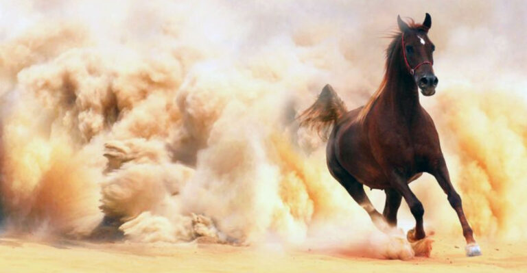 10 Speedy Horse Breeds That Outrace Everyone (And 5 Chill Breeds For Easygoing Rides)