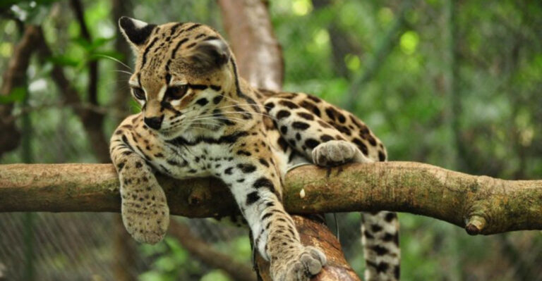 10 Stealthy Forest Felines And 5 Fierce Desert Wild Cats Of North America
