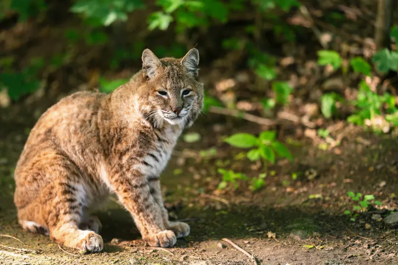 Bobcat: The Woodland Phantom