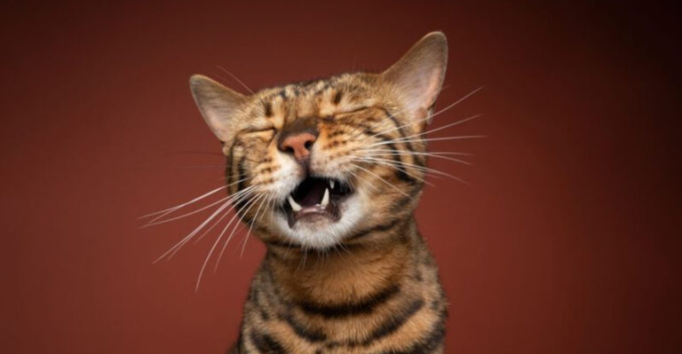 10 Subtle Signs Your Cat Could Be In Pain (And 5 Steps To Relieve Their Discomfort)