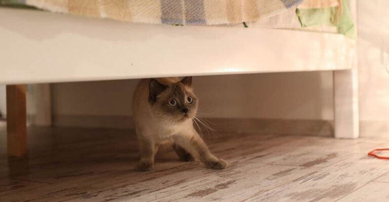 10 Things That Frighten Cats & 9 Tricks To Instantly Calm Them