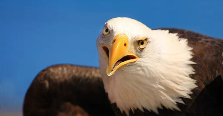 10 Top US States To See Bald Eagles In The Wild (And 5 States Where They’re Hard To Spot)