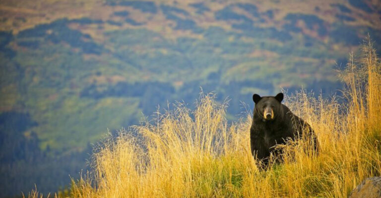10 U.S. States With The Highest Black Bear Populations (And 5 States With The Least)