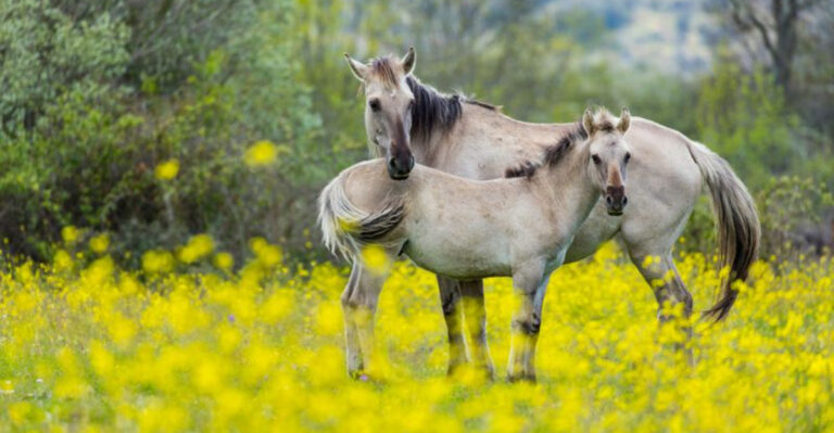 10 Unique And Rare Horse Breeds You’ve Never Seen (And 5 Breeds You’ve Likely Seen Everywhere)