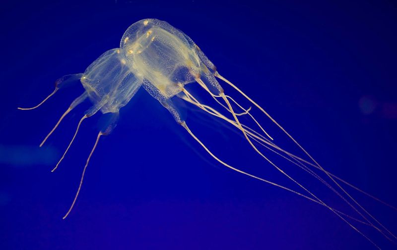 Box Jellyfish: The Silent Assassin