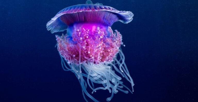 10 Venomous Jellyfish You Never Want To Meet (And 5 That Are Simply Gorgeous)