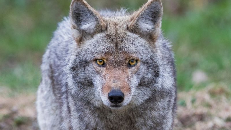 Coyotes – The Crafty Canine Hunters