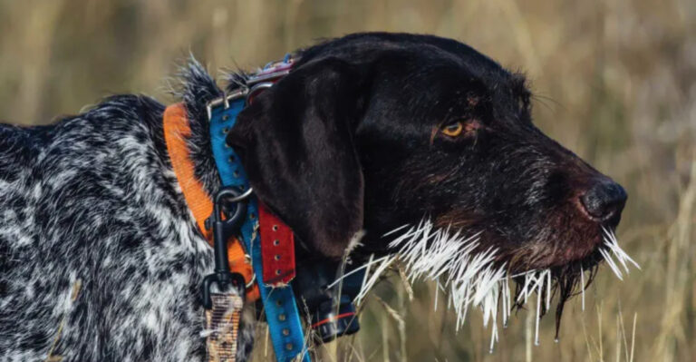10 Wild Animals That Could Pose A Threat To Your Dog (And 5 You Needn’t Fear)
