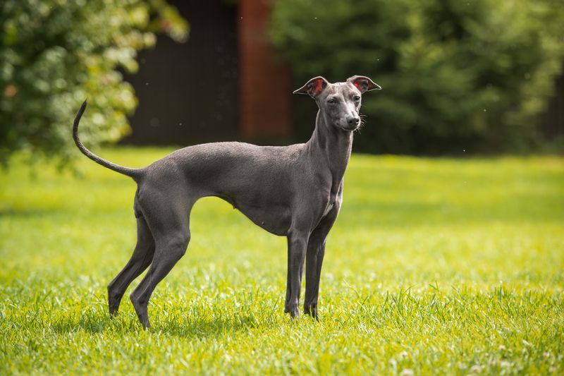 Greyhounds: Speed Demons With Prey Drive