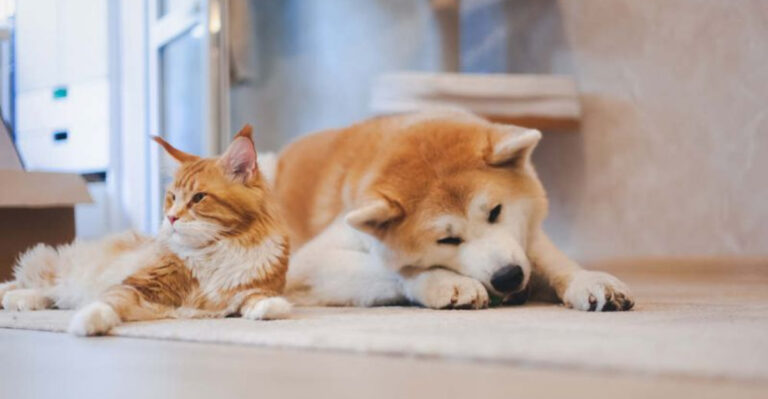 10 Worst Dog Breeds For Cats (And 5 That Make Surprisingly Great Cat Companions)
