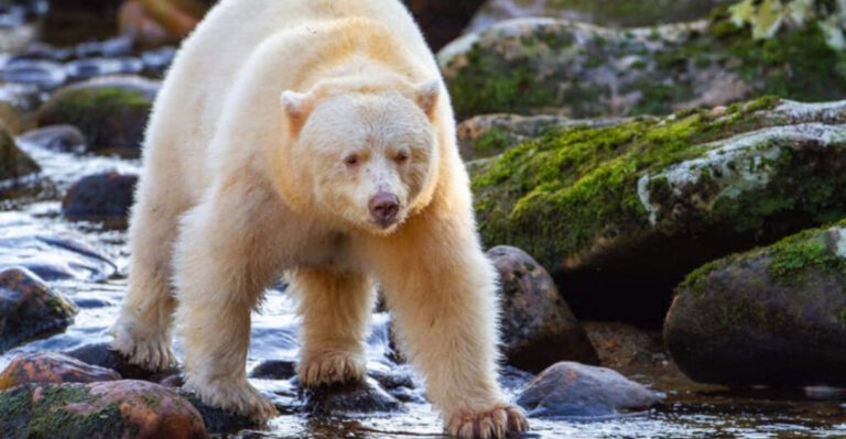 11 Bear Species Ranked By Danger Level (And 5 That Are Rarely A Threat To Humans)
