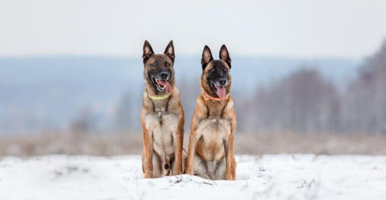 11 Brave Dog Breeds That Protect Their Families (And 4 Less Protective Ones)