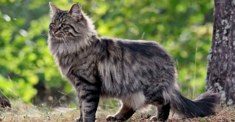 11 Cat Breeds Perfect For Dog Lovers