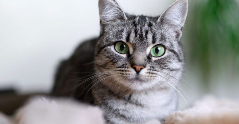 11 Cat Breeds That Bond With Everyone (And 11 That Choose One Special Person)