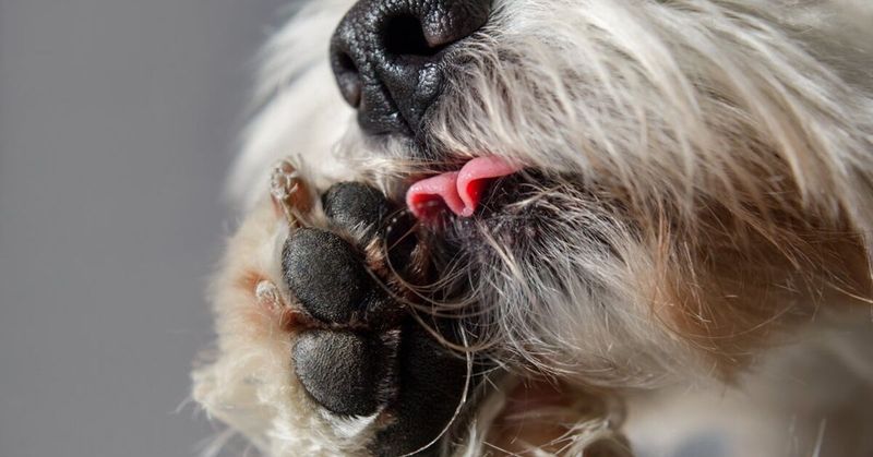 Excessive Licking Or Chewing