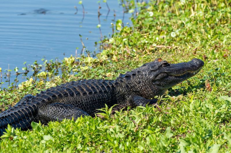 St. Johns River – Gator Central