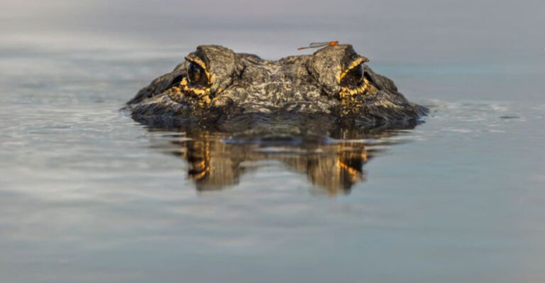 11 Dangerous Alligator-Infested Florida Rivers (And 4 Where It’s Safe To Swim)