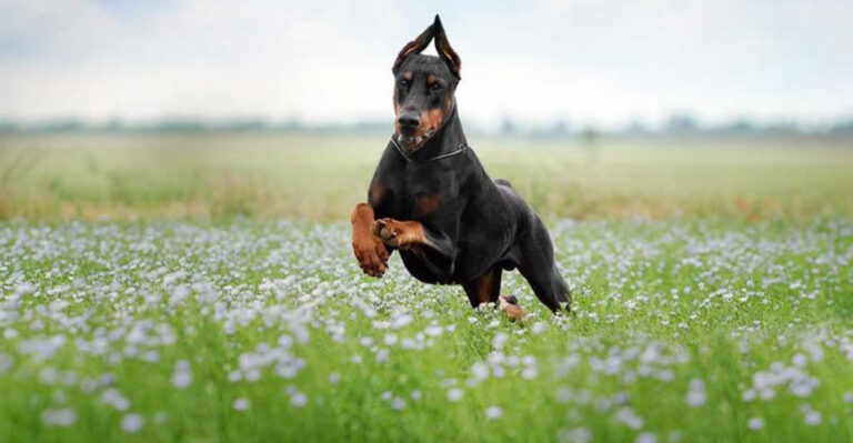 11 Dog Breeds Least Friendly To Strangers (And 5 That Are Surprisingly Welcoming)