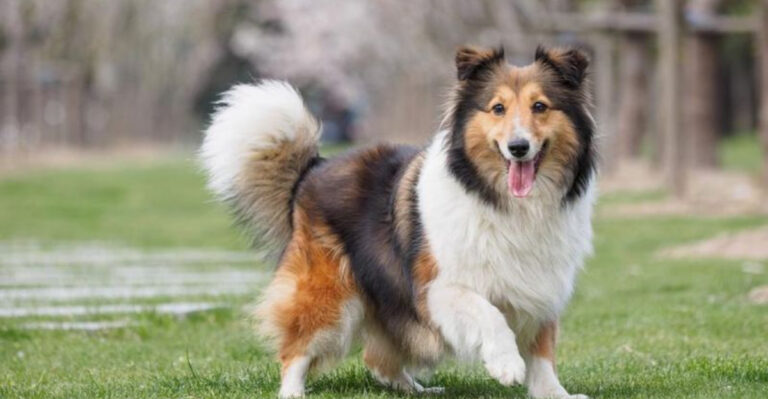 11 Dog Breeds With The Highest IQs According To Science (And 4 That Shine With Street Smarts)