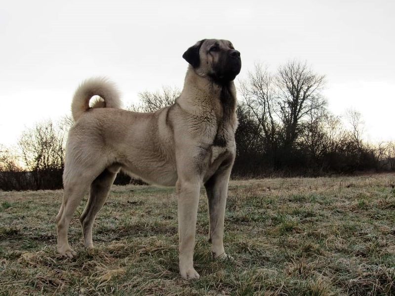 Kangal: The Shepherd's Secret Weapon
