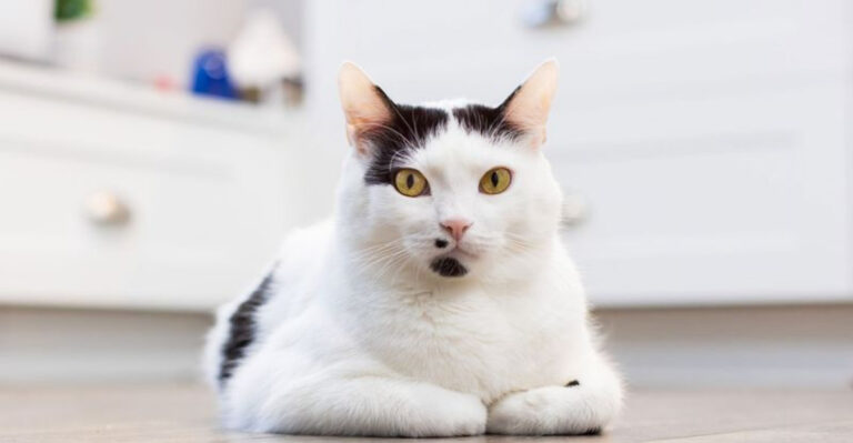 11 Essential Tips For Raising A Well-Behaved Cat (And 4 Things That Could Make Them Misbehave)