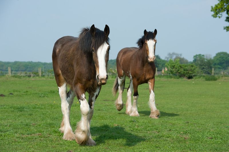 Shire Horses