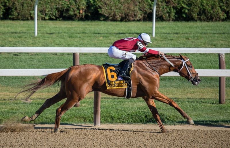 Thoroughbred