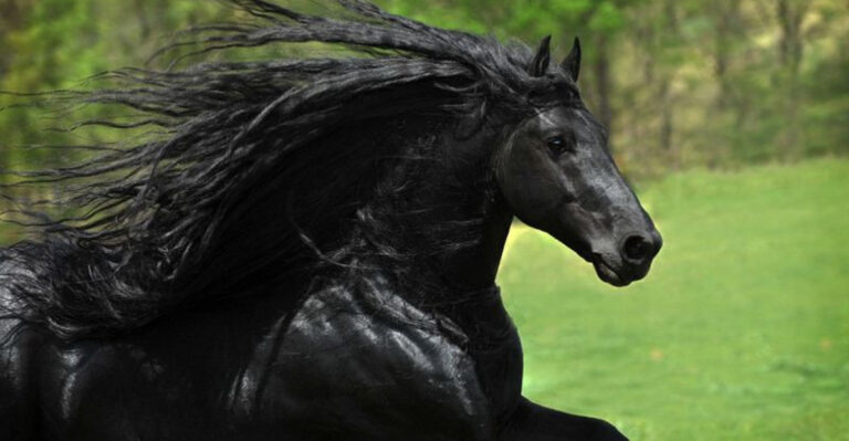 11 Horse Breeds With Jaw-Dropping Price Tags (And 4 That Are Surprisingly Affordable)