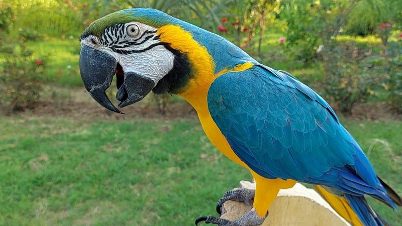Macaws