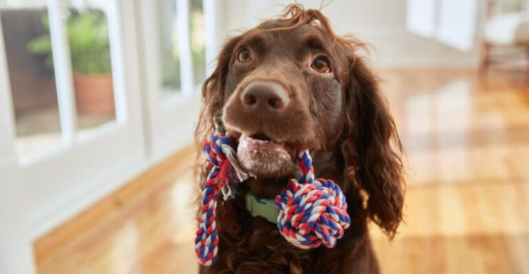 11 Loving Signals Dogs Use To Show Affection (And 4 Behaviors That Mean ‘Give Me A Break’)