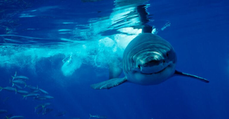 11 Reasons Why Aquariums Don’t Have Great White Sharks (And 4 Places Where You Can Spot Them)