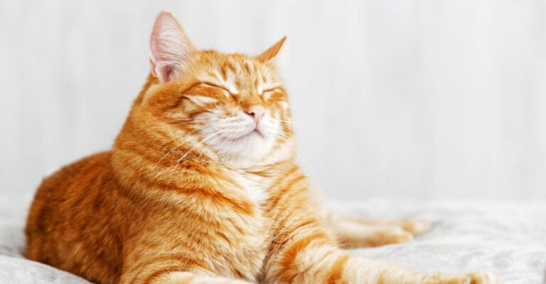 11 Signs Your Cat Trusts You (And 5 That Indicate The Opposite)