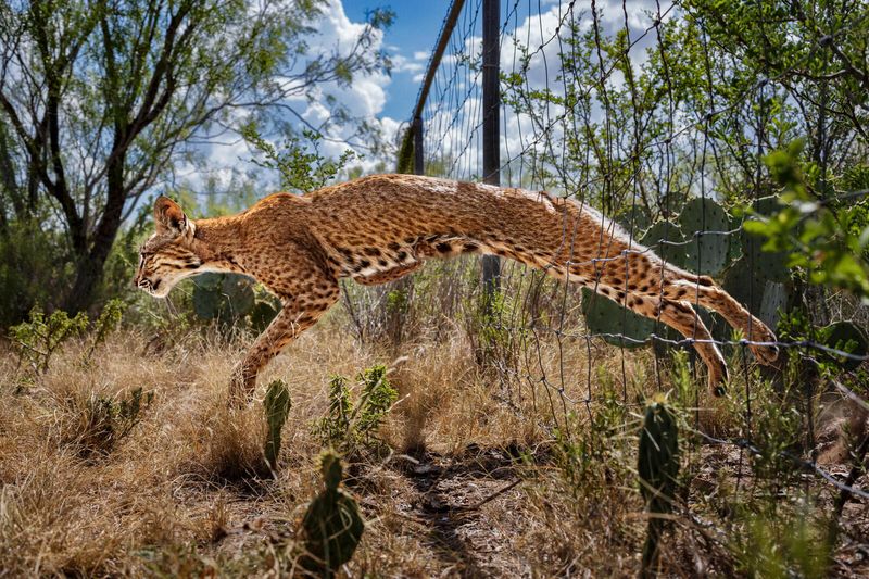Texas: Bobcat Central