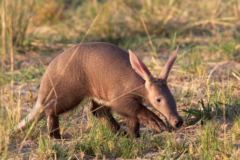 The Mysterious Aardvark