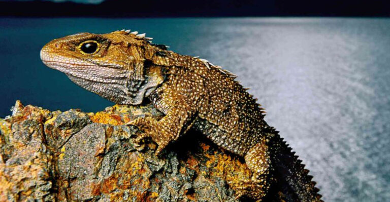 11 Unique Animals That Stand Alone In Their Species (And 4 Others That Aren’t Quite So Rare)