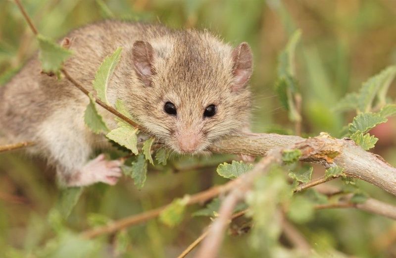 Roach's Mouse-Tailed Dormouse – The Elusive Rodent