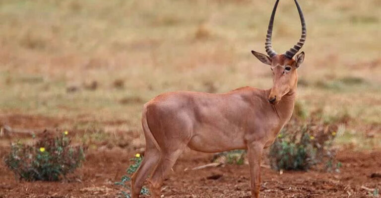 11 Unusual And Interesting Variations Of Common Animals