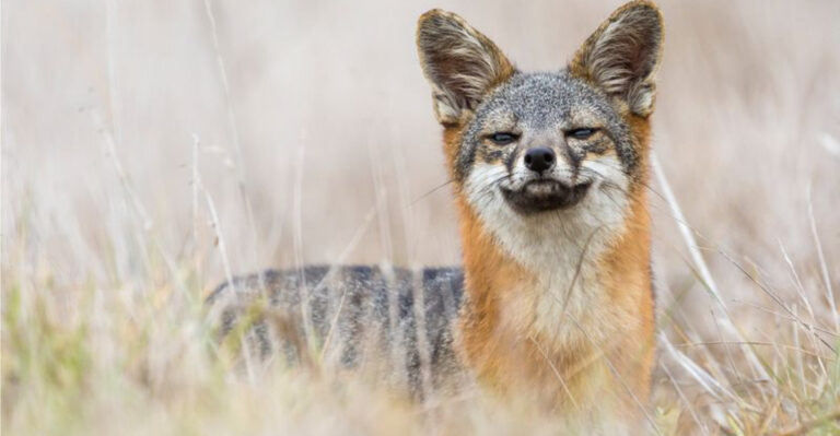 11 Wild Animals You Can Only Spot In The U.S. (And 4 You Can Meet Overseas)