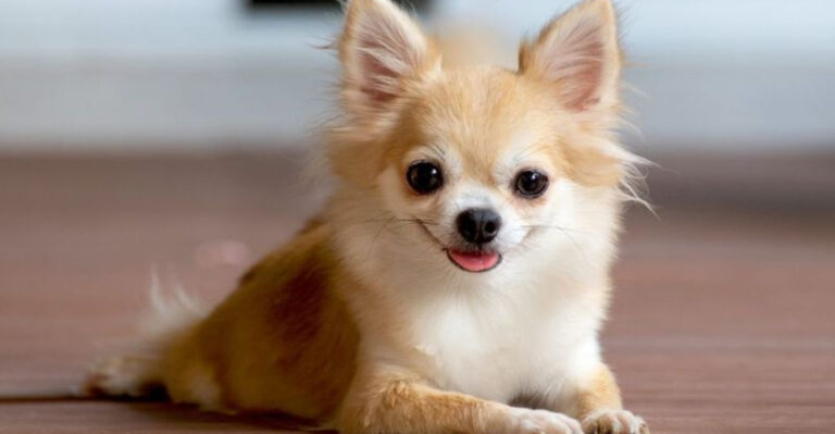 11 Dog Breeds That Aren’t Ideal As Pets (And 6 That Are Perfectly Suited For Pet Life)
