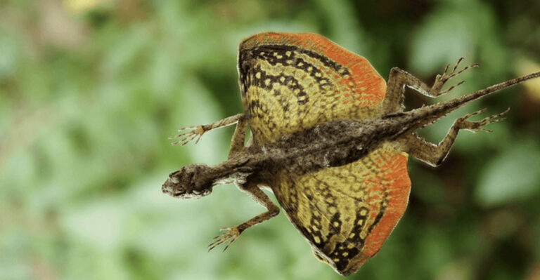 12 Amazing Airborne Animals That Glide Without Wings