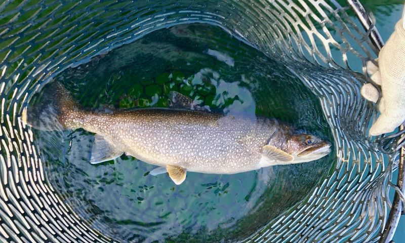 Lake Michigan's Vanished Lake Trout