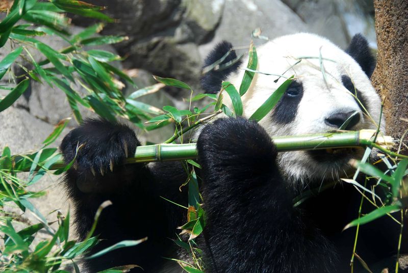 Giant Panda – Bamboo-Eating Miracle
