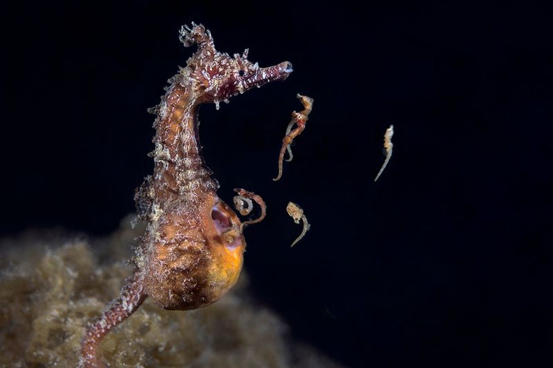 Male Seahorses: The Pregnant Dads