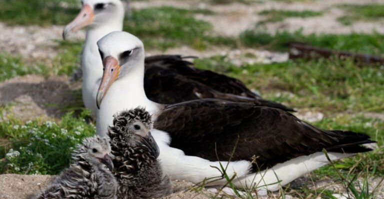 12 Animals With The Most Unique Ways Of Raising Their Young